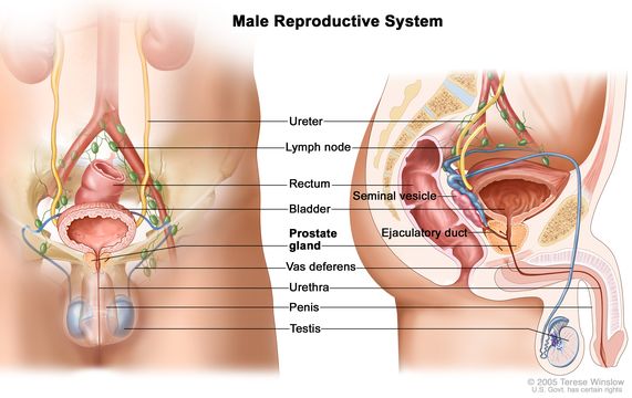 Male Reproductive endocrinology in Assam